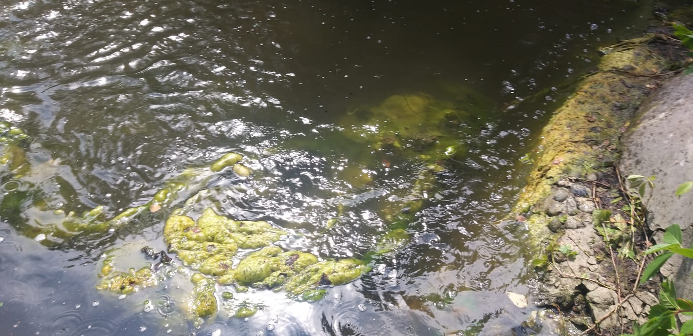 Очистка пруда и водоема от нитчатых водорослей.